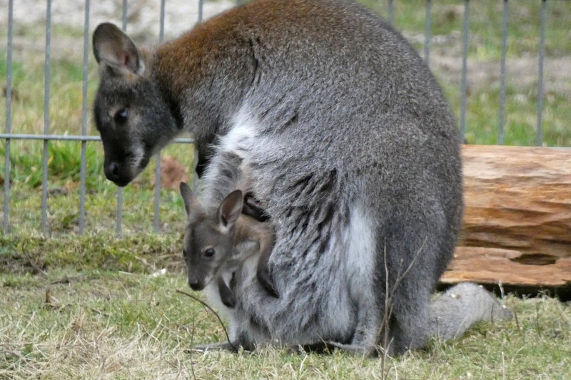Kängurunachwuchs